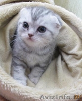  котята скоттиш страйт - Изображение #3, Объявление #30967