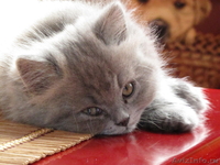 Котята Скотишь-страйт, скотишь-фолд - Изображение #1, Объявление #39286
