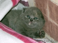 Продаются котята скоттиш фол и скоттиш страйт. - Изображение #4, Объявление #275530