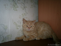 Британские котята   от элитных родителей - Изображение #1, Объявление #314093