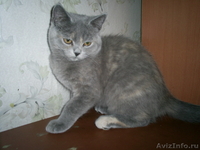 Британские котята   от элитных родителей - Изображение #2, Объявление #314093