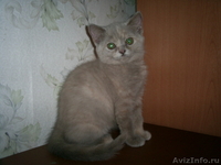 Британские котята   от элитных родителей - Изображение #3, Объявление #314093