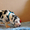 Мраморные щенки немецкого дога из Челябинска - Изображение #2, Объявление #523540