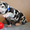 Мраморные щенки немецкого дога из Челябинска - Изображение #5, Объявление #523540