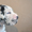 Мраморные щенки немецкого дога из Челябинска - Изображение #1, Объявление #523540