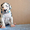 Мраморные щенки немецкого дога из Челябинска - Изображение #3, Объявление #523540