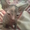 продам котенка донской сфинск #37191