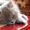 Котята Скотишь-страйт, скотишь-фолд - Изображение #1, Объявление #39286