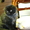 Котята Скотишь-страйт, скотишь-фолд - Изображение #4, Объявление #39286