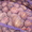 Томат, картофель 1 - Изображение #2, Объявление #48164