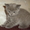 продам котят скотиш страйт - Изображение #3, Объявление #58295