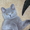 Британские котята класса люкс - Изображение #3, Объявление #67659