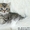 Британские короткошерстные котята (черные пятнистые) - Изображение #1, Объявление #118248