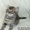 Британские короткошерстные котята (черные пятнистые) - Изображение #3, Объявление #118248