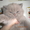 Очаровательные котята породы Скоттиш-фолд и Скоттиш-страйт - Изображение #2, Объявление #170411