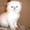 Очаровательные котята породы Скоттиш-фолд и Скоттиш-страйт - Изображение #3, Объявление #170411