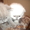 Очаровательные котята породы Скоттиш-фолд и Скоттиш-страйт #170411