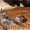 котик редкой породы Уральский рекс - Изображение #4, Объявление #174850