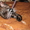котик редкой породы Уральский рекс - Изображение #2, Объявление #174850