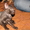 котик редкой породы Уральский рекс - Изображение #1, Объявление #174850