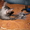 котик редкой породы Уральский рекс - Изображение #3, Объявление #174850