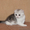 Скоттиш фолд и шотландские котята - Изображение #2, Объявление #181495