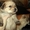 продаются щенки йоркширского терьера помесь с болонкой - Изображение #2, Объявление #201710