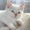 Котёнок турецкой ангорской кошки #209224