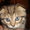 Шотландские  котята (ориенталы) - Изображение #1, Объявление #259589