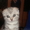 Шотландские  котята (ориенталы) - Изображение #4, Объявление #259589