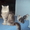 Шотландские  котята (ориенталы) шоу класса - Изображение #1, Объявление #259592