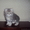 Шотландские  котята (ориенталы) шоу класса - Изображение #2, Объявление #259592