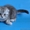 Шотландские вислоухие котята  из питомника - Изображение #1, Объявление #308598