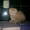 Шотландские котята -вислоухое чудо - Изображение #1, Объявление #314087