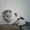 шотландские вислоухие котята биколорных окрасов - Изображение #3, Объявление #314101