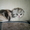 шотландские вислоухие котята биколорных окрасов - Изображение #1, Объявление #314101