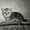 шотландские вислоухие котята биколорных окрасов - Изображение #2, Объявление #314101