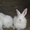 Продаю кроликов на Уралмаше - Изображение #2, Объявление #349649