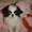 продам очаровательных щенков японского хина #358074