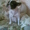 очаровательные щенки французского бульдога - Изображение #3, Объявление #338895