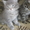 Сибирские котята!!!! - Изображение #4, Объявление #367754