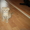 Продам плюшевых шотландских вислоухих котят - Изображение #2, Объявление #344321