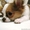 Красивый, нарядный щенок чихуахуа, мальчик,д/ш - Изображение #2, Объявление #386772