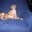 Алиментные щенки родезийского риджбека - Изображение #2, Объявление #378567