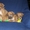Алиментные щенки родезийского риджбека - Изображение #1, Объявление #378567