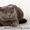 вязка британский кот  - Изображение #1, Объявление #396531