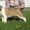 Среднеазиатской овчарки (САО, алабай) щенки палевые девочки - Изображение #2, Объявление #406974