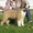 Среднеазиатской овчарки (САО, алабай) щенки палевые девочки - Изображение #4, Объявление #406974
