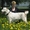 Среднеазиатской овчарки (САО, алабай) щенки палевые девочки - Изображение #9, Объявление #406974