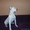 Продам подрощенного щенка американского бульдога - Изображение #1, Объявление #415551